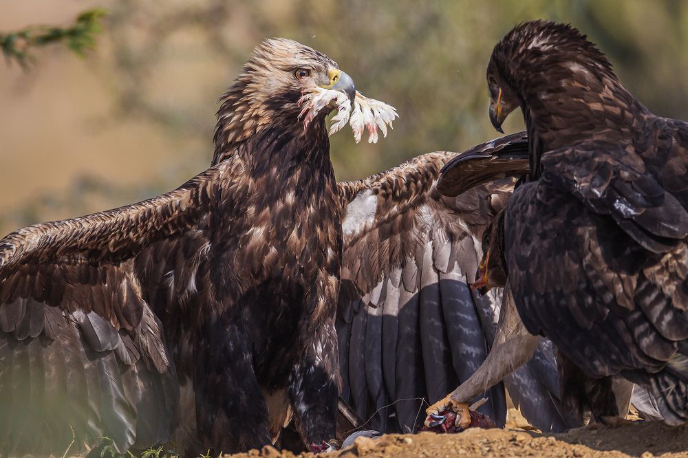 Photograph by Wasif Yaqeen