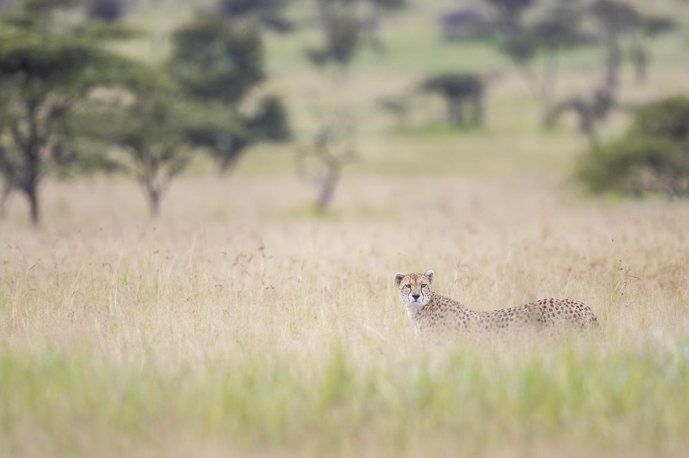 Mistress of the hunt