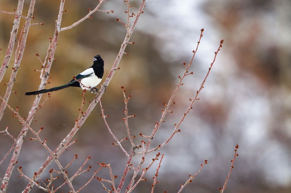 Photograph by Wasif Yaqeen