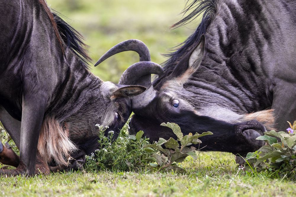 Photograph by Wasif Yaqeen