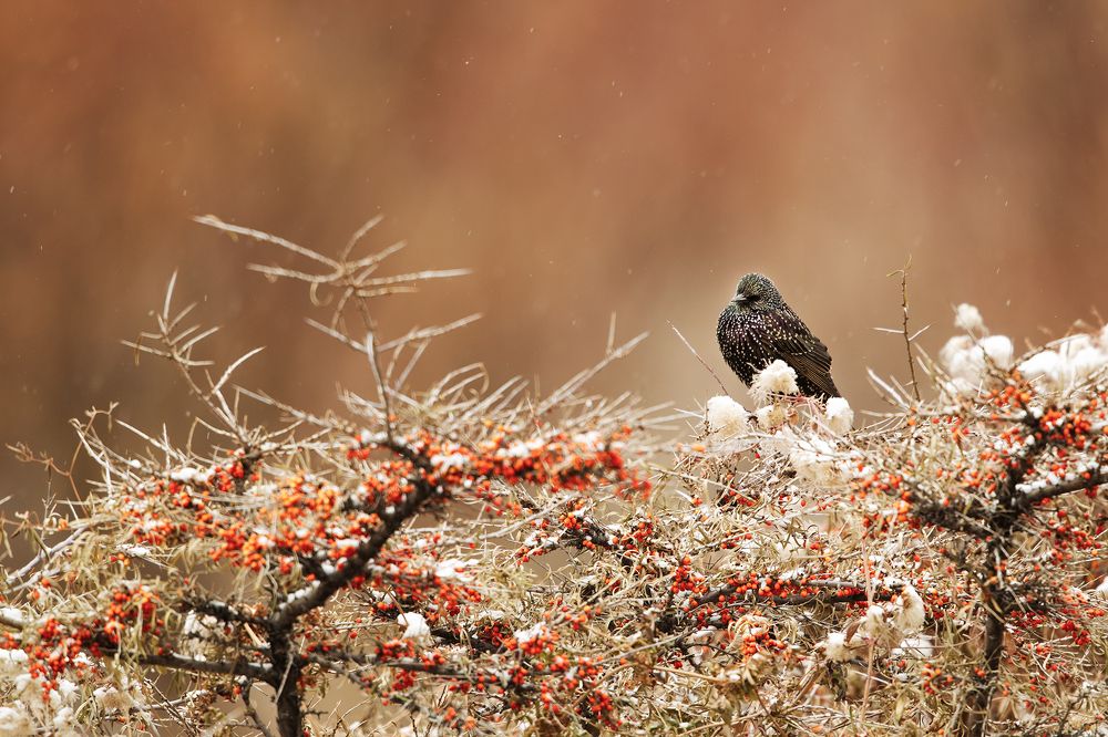 Photograph by Wasif Yaqeen