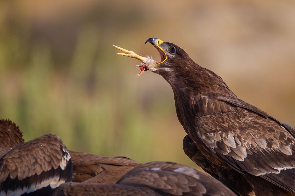 Photograph by Wasif Yaqeen