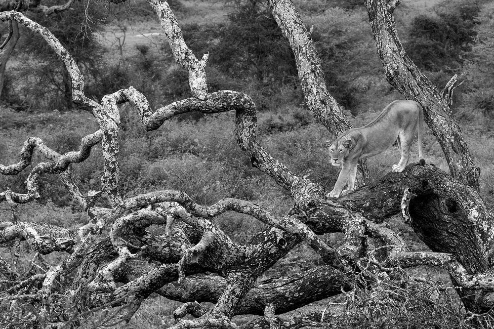 Photograph by Wasif Yaqeen