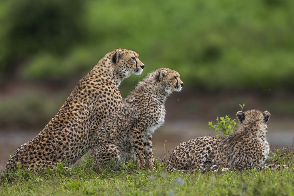 Photograph by Wasif Yaqeen