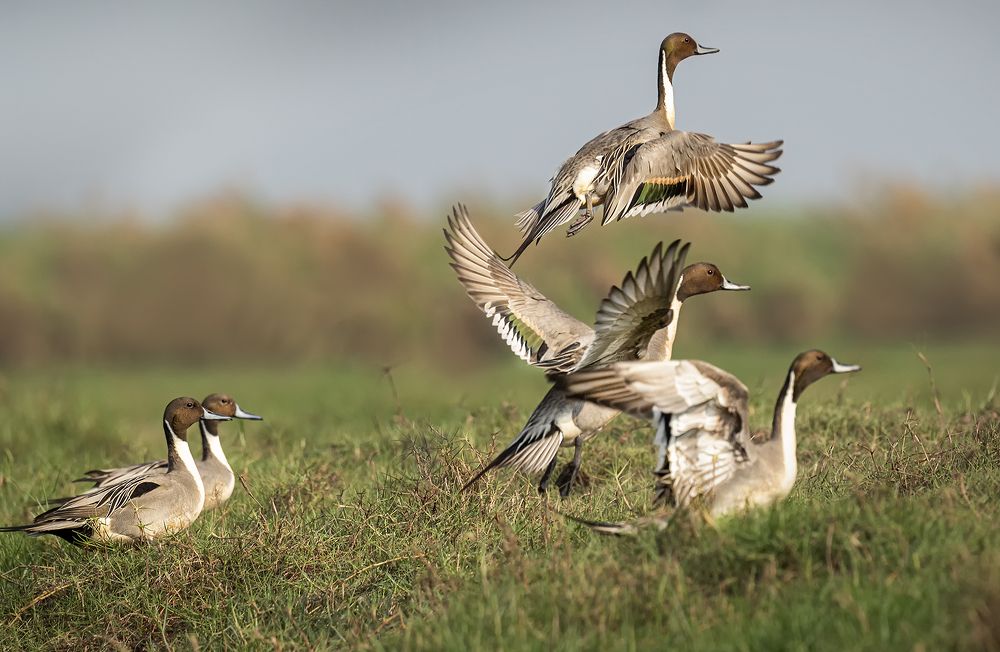 Фотография автора BISWAJIT MUKHERJEE