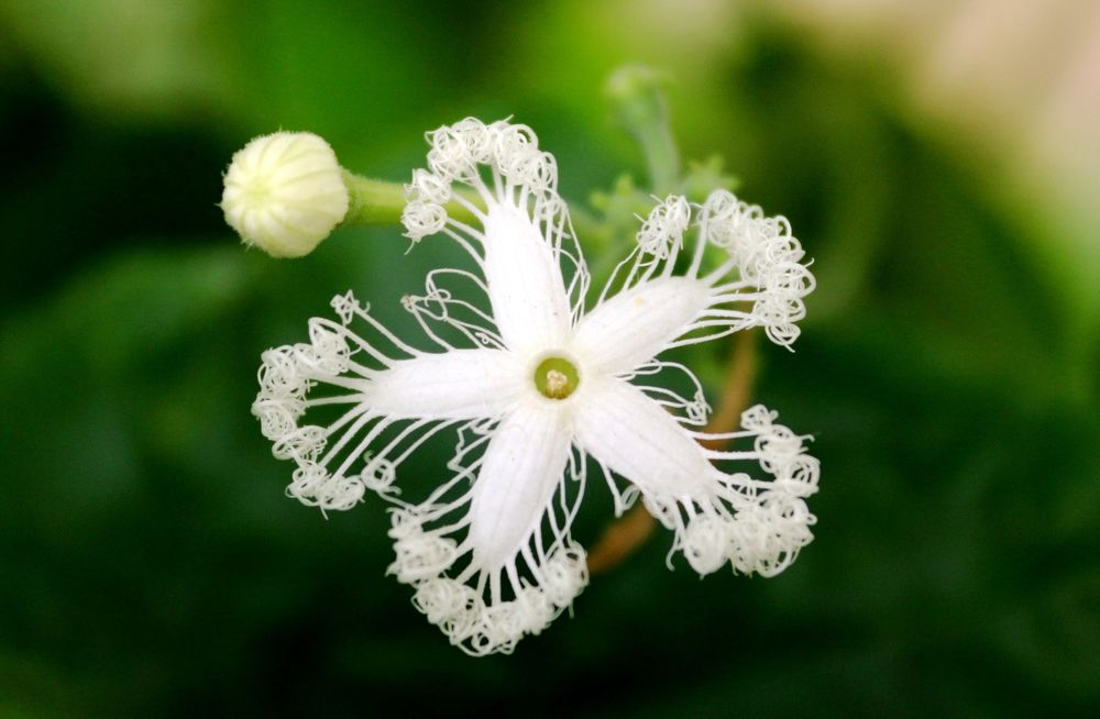 ID: Patanga Phool (Bengali Name) 