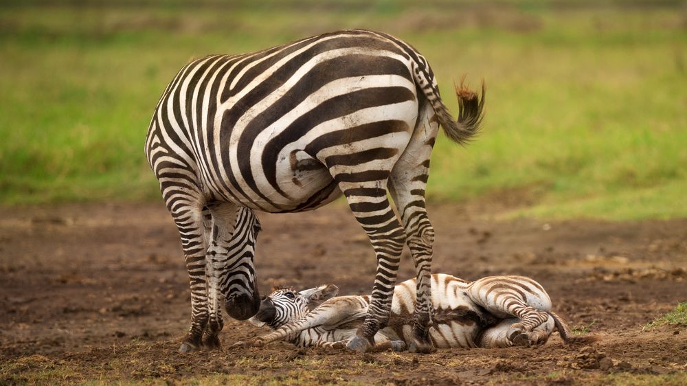 Photograph by Artem Khazov