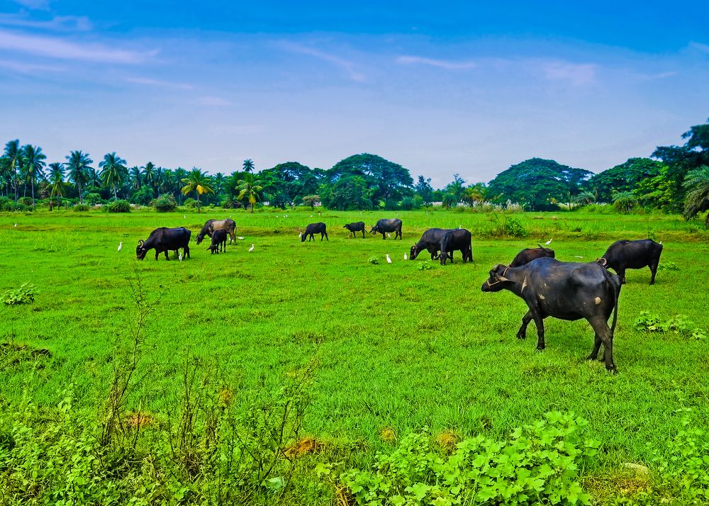 Photograph by Raaj Kiran