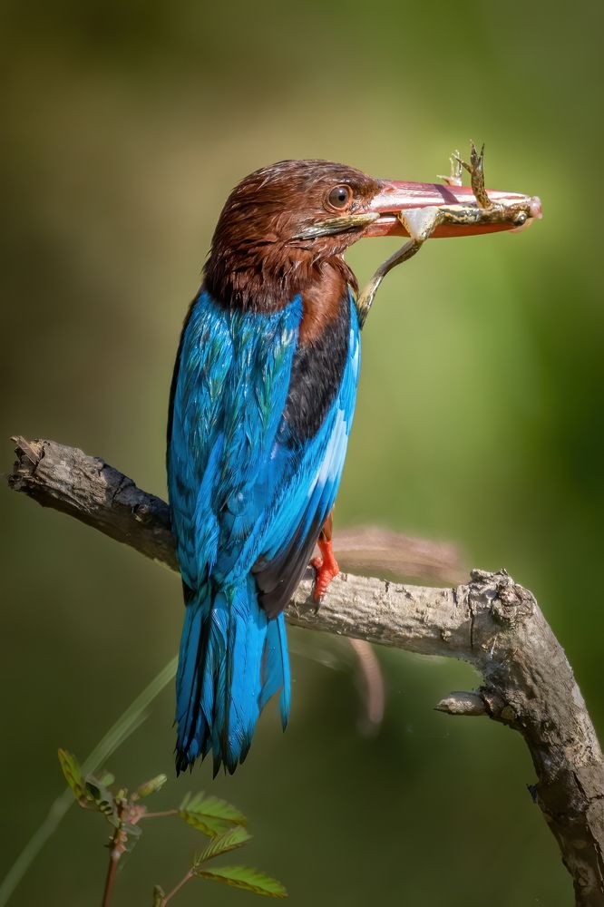 Photograph by Aqil Ahmad Sharifuddeen