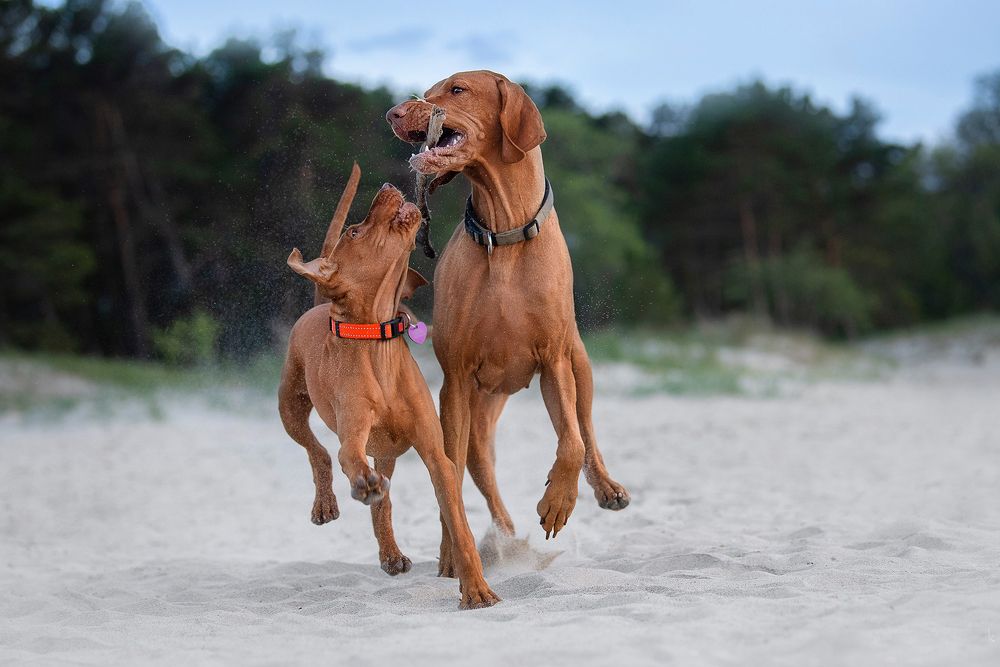 Photograph by Karina Saarestik