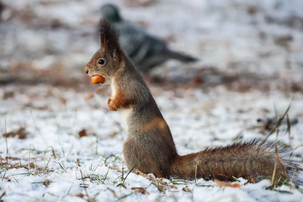 Photograph by Анастасия Бравичева