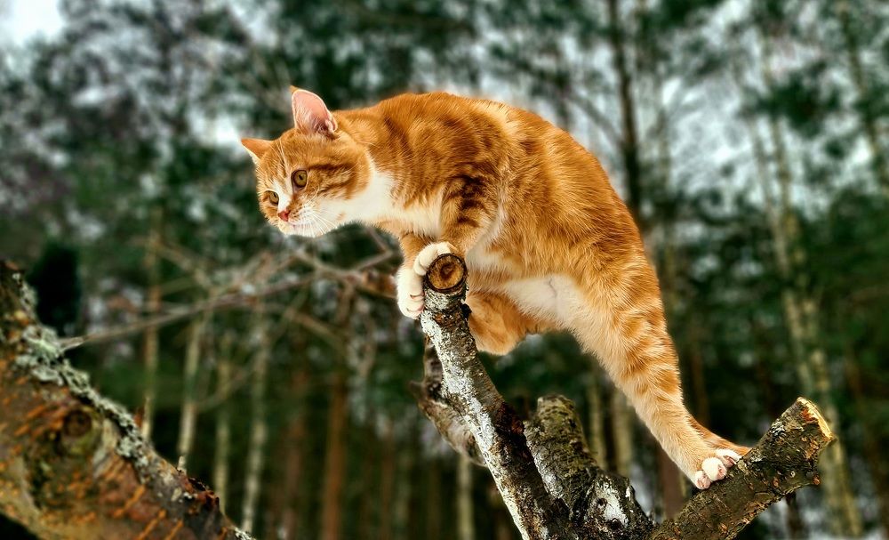 Рыжий котёнок из леса