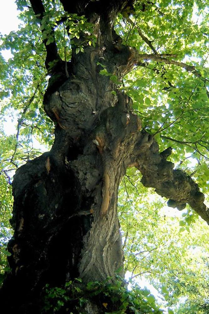 Photograph by TERESA Yurkevich