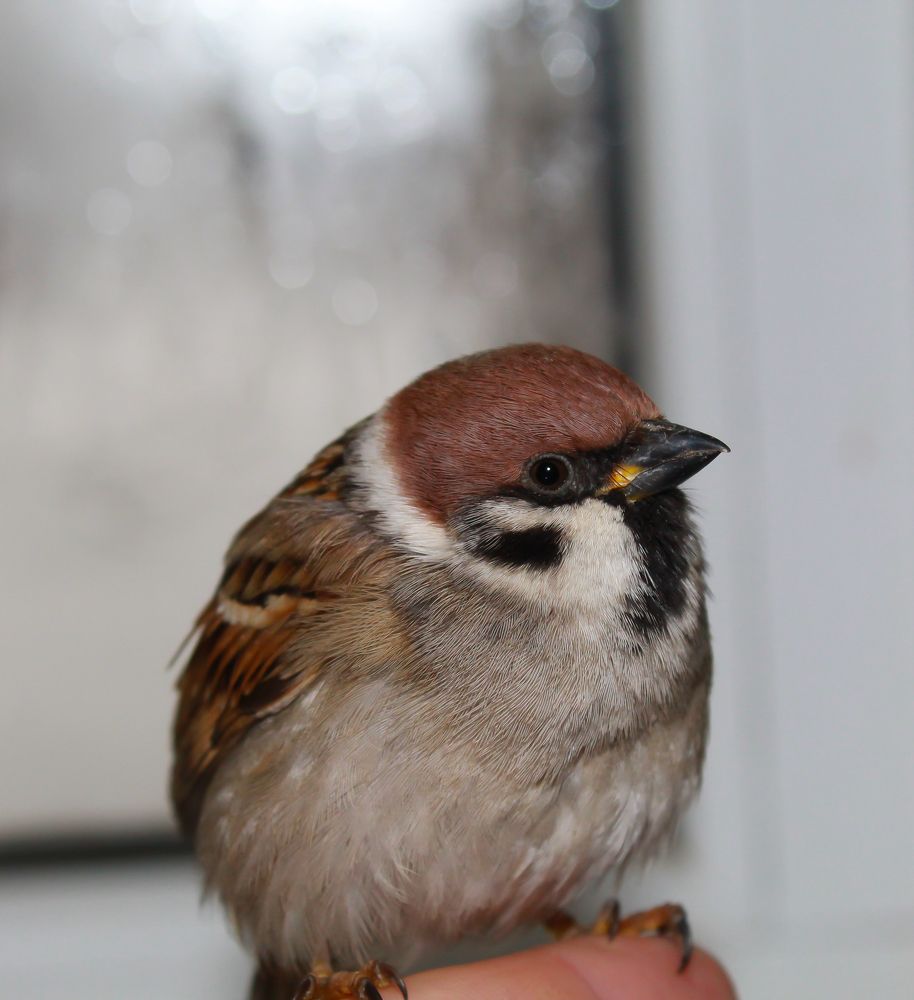 Photograph by Татьяна Слободчикова