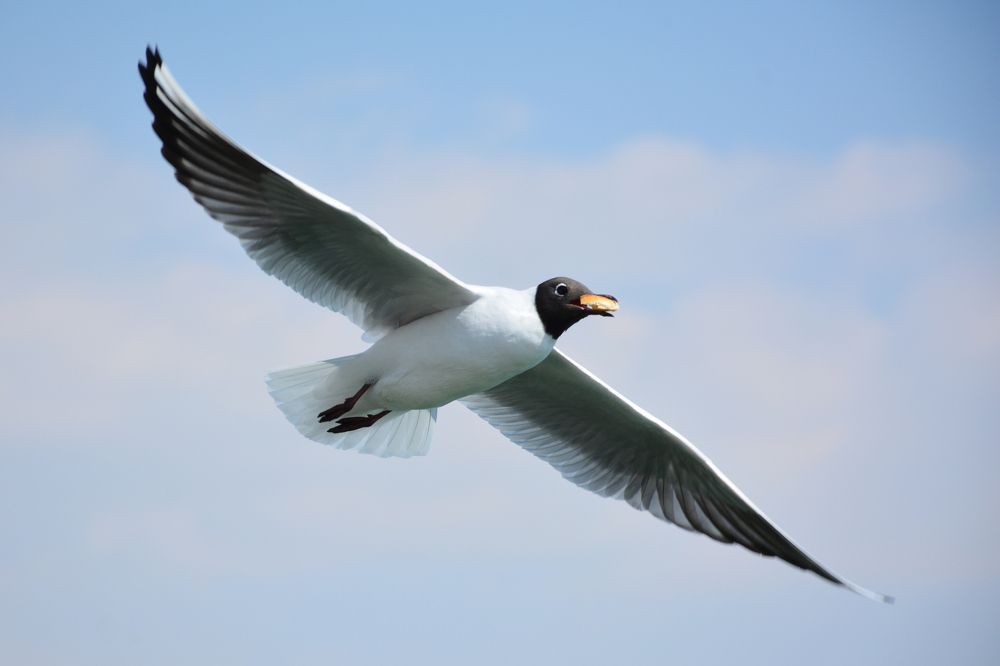 Chroicocephalus ridibundus