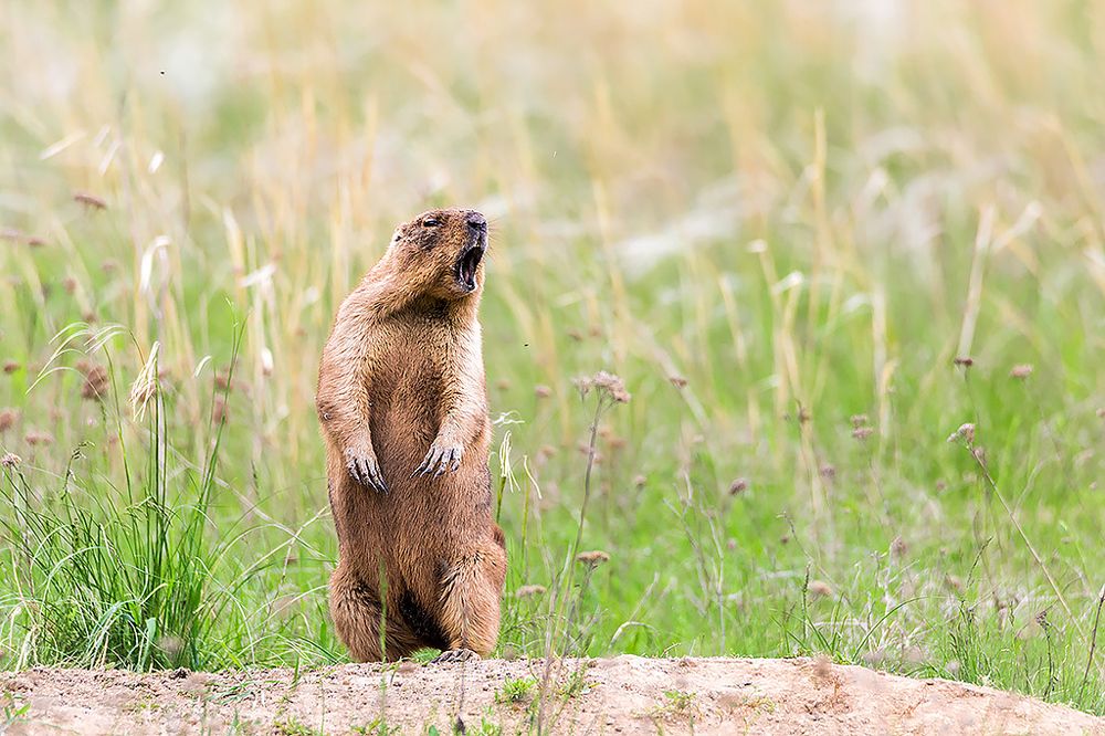 Photograph by Сергей Савви