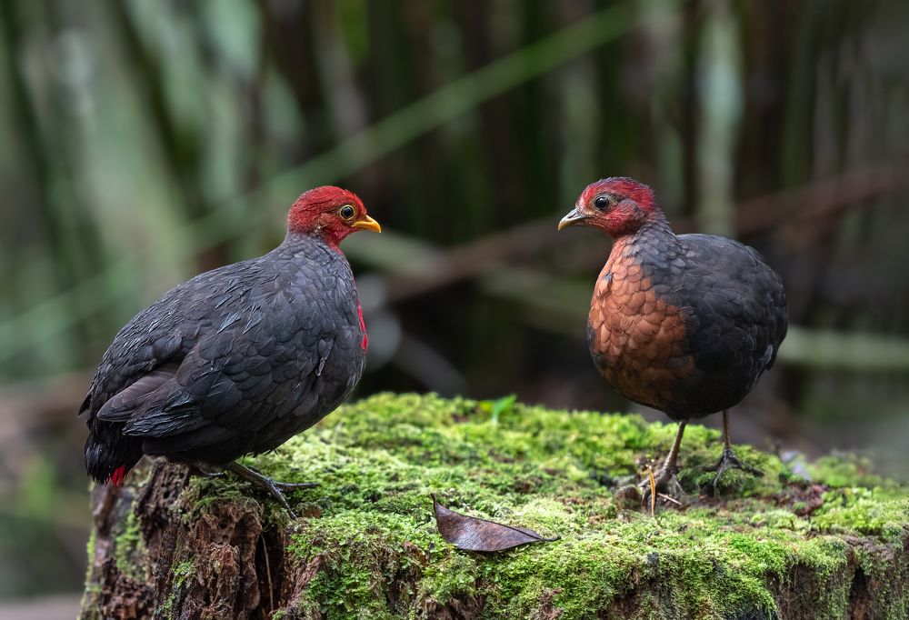 Photograph by Su Vun Lee