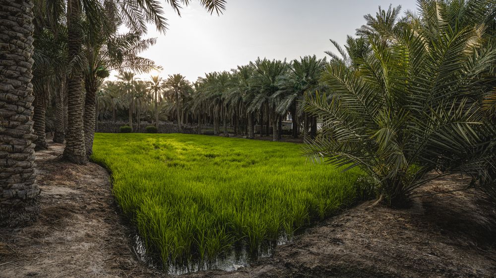 Photograph by Hamzah Alwehaimed