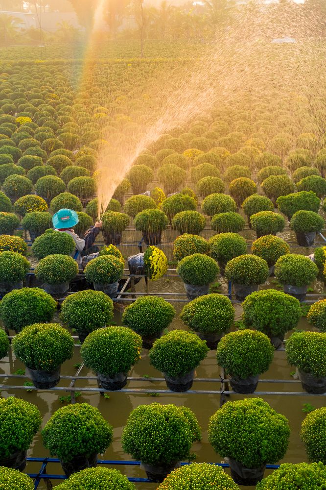 Photograph by Trung Luong