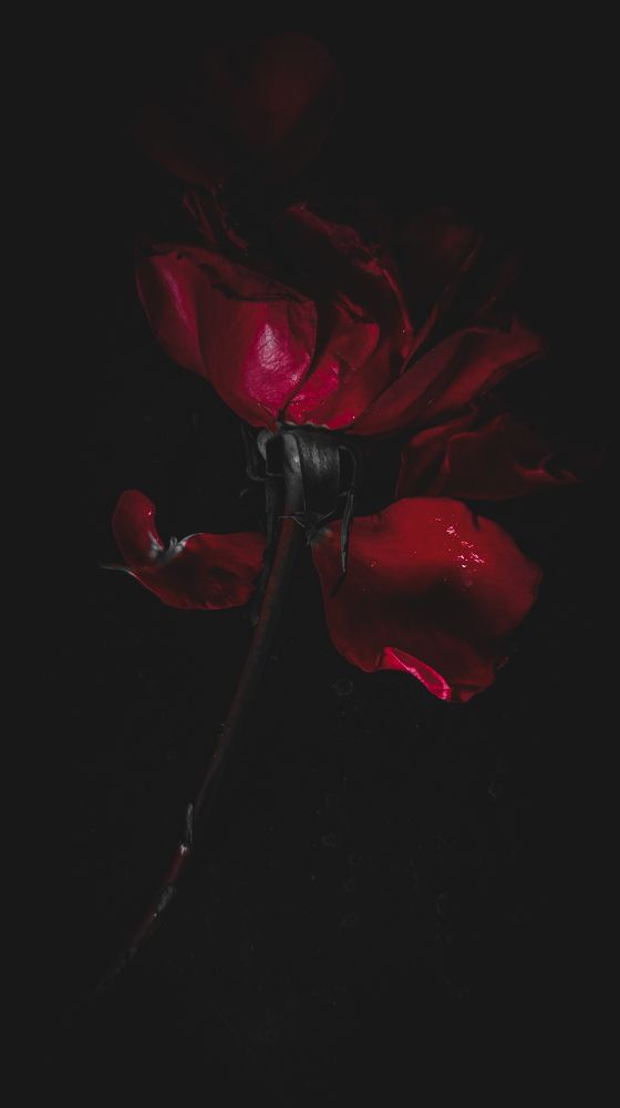 Photograph by Muneeb Qureshi