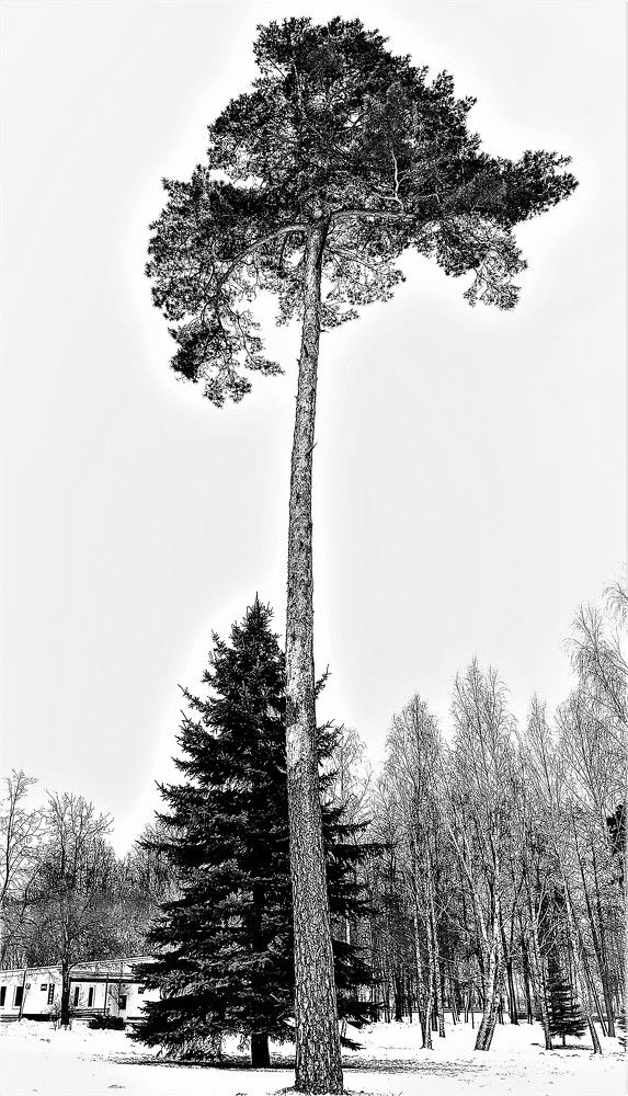 Photograph by Владимир Шнип