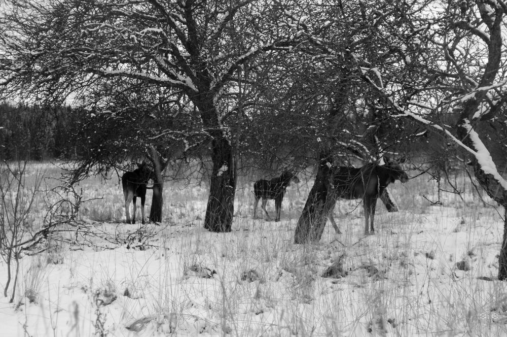 Photograph by madis.siim.kull@gmail.com