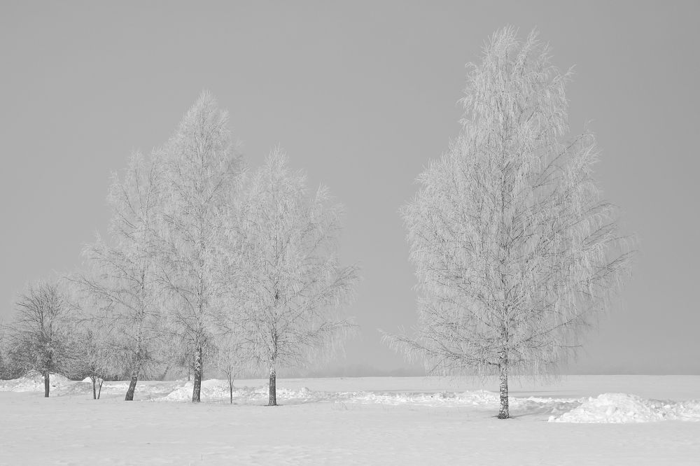 Фотография автора Наталья Васько -Черданцева