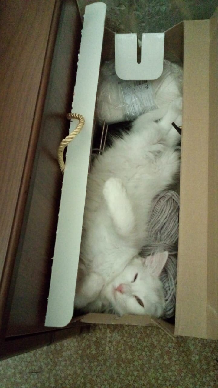 Photo #5851100