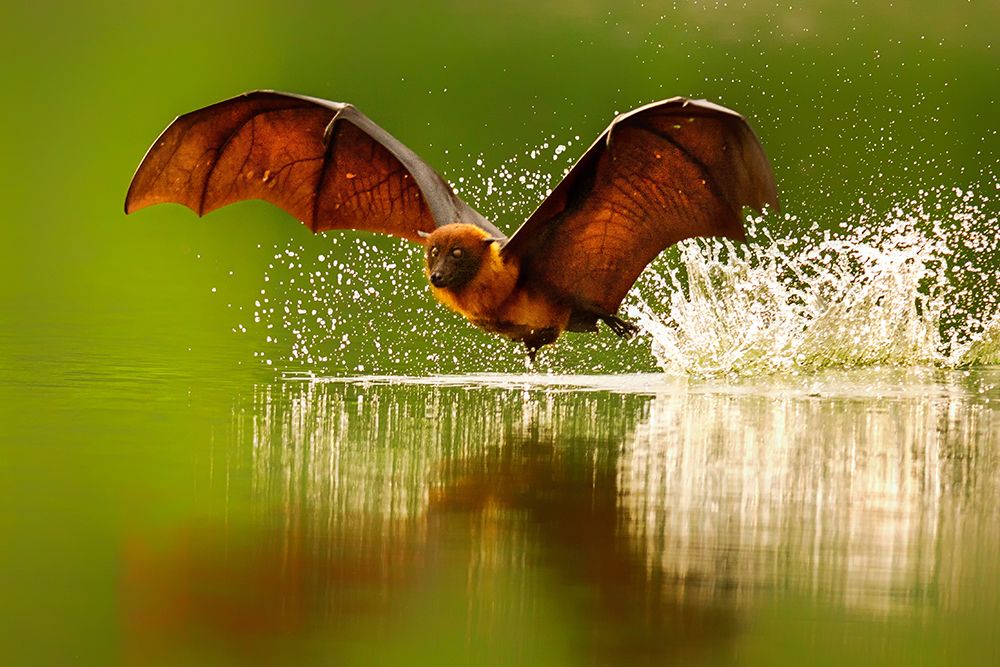 Indian flying fox