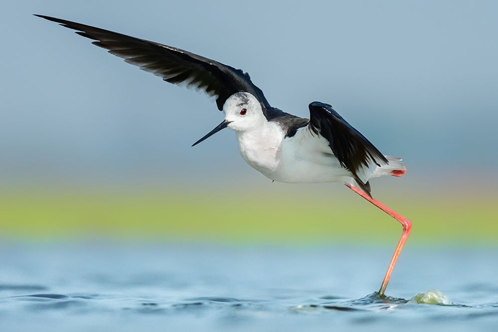 Black-winged stilt