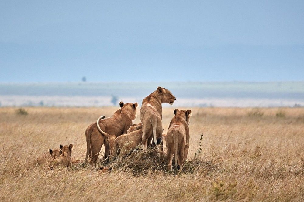 Photograph by Николай Наумов