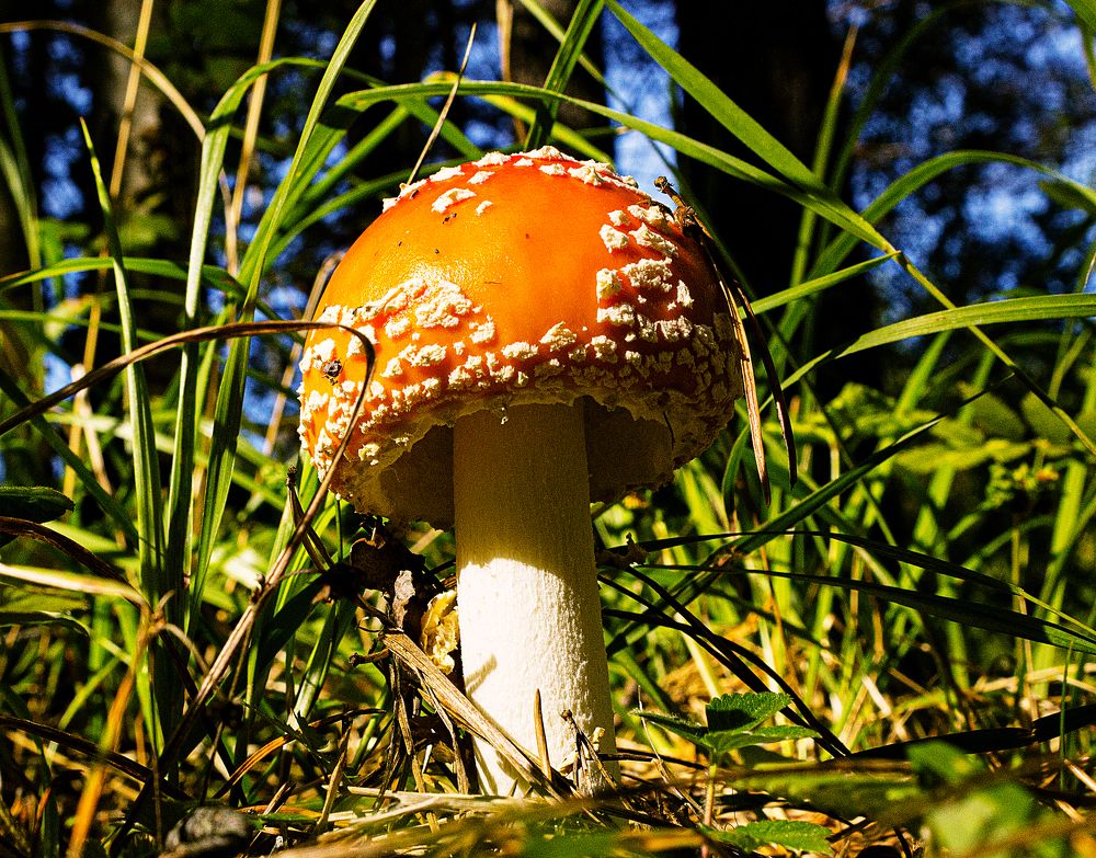 Photograph by Попел Ирина