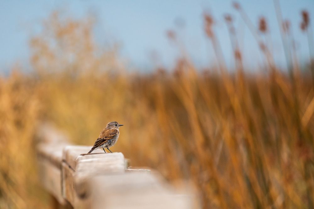 Photograph by Antonio Avila
