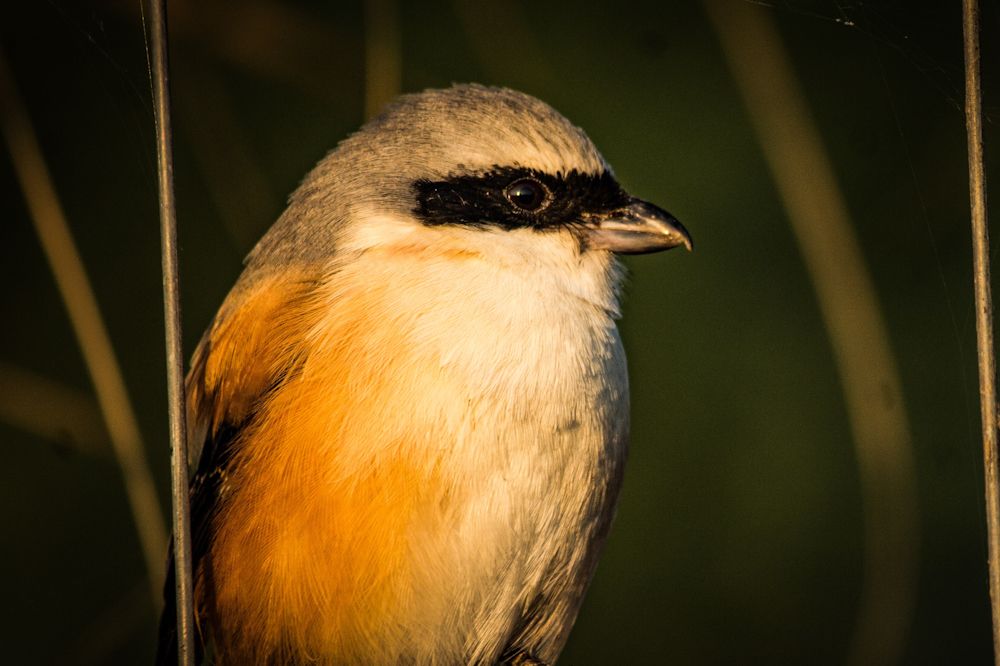 Photograph by Dr. Shweta Shrotriya