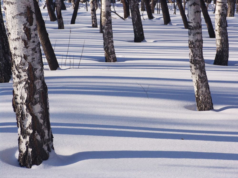 Зимнее утро