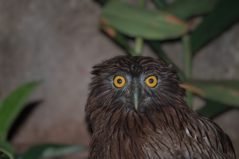 Img. Ooo99