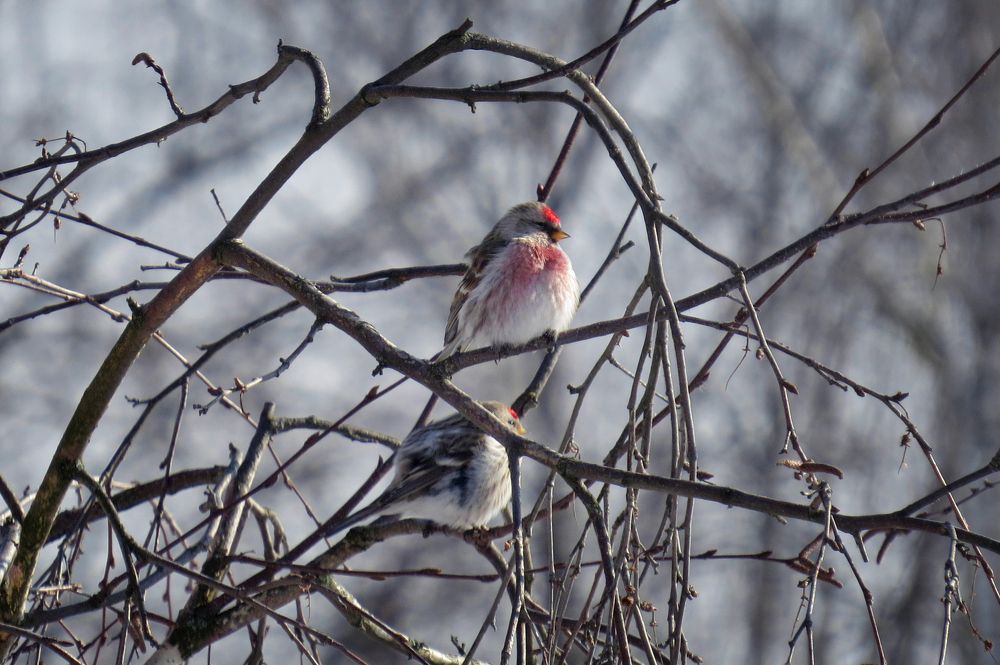 Февраль=чечётки
