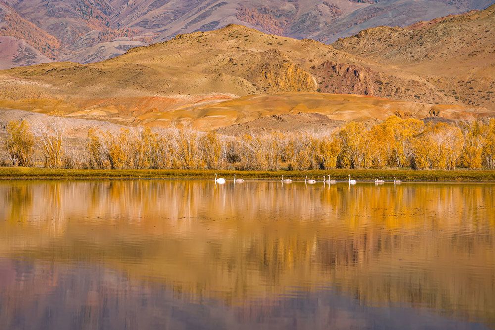 В золоте осени