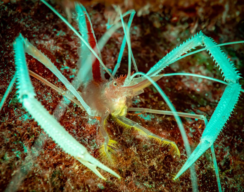 Photograph by Alexander Plakida