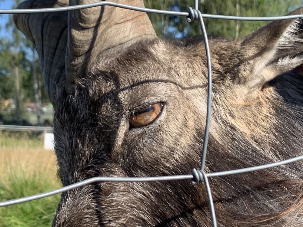 Особенные прямоугольные глаза