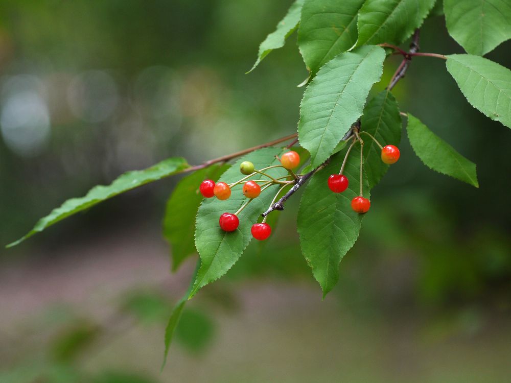 Дикая вишня