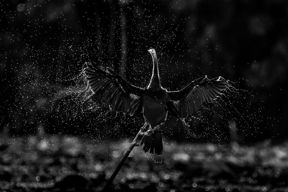 Photograph by Gimantha Perera