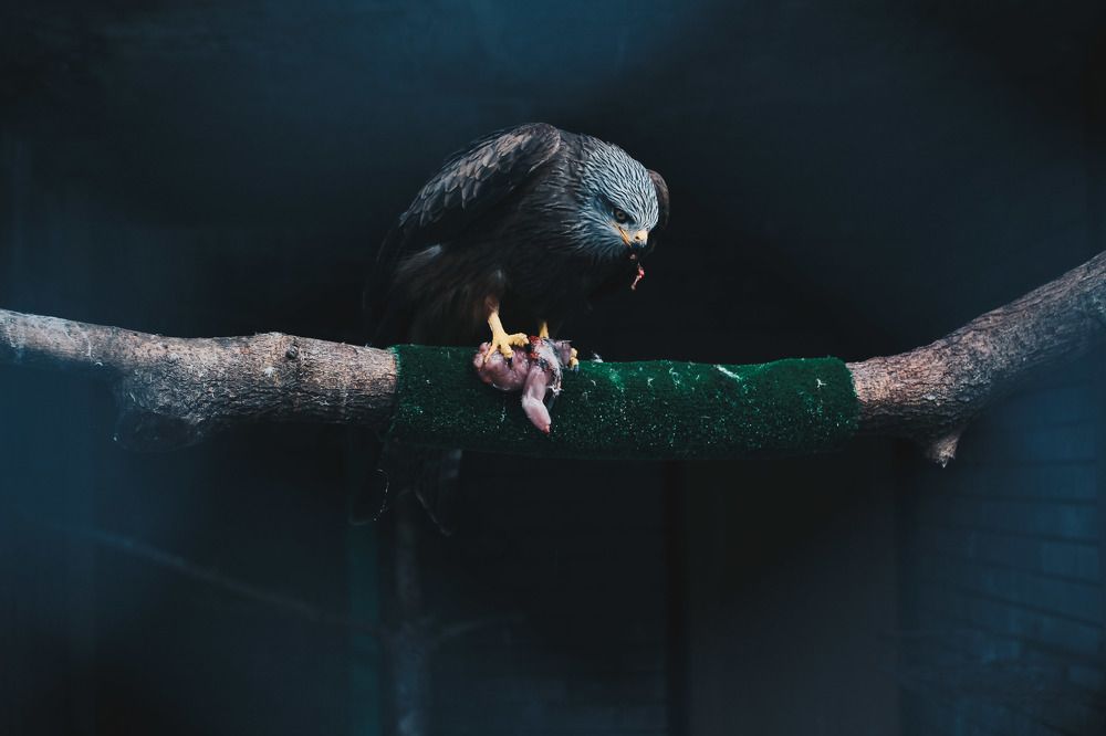 Photograph by Tamara Antonovic