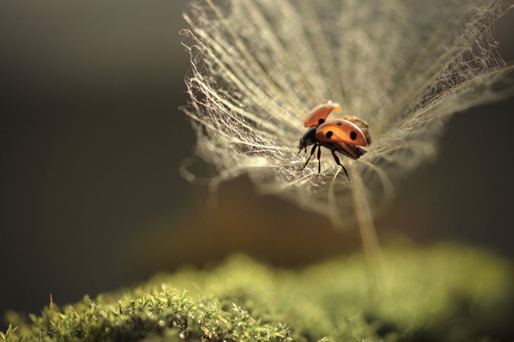 Photograph by Татьяна Пименкова