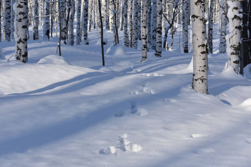 По следам зайца.