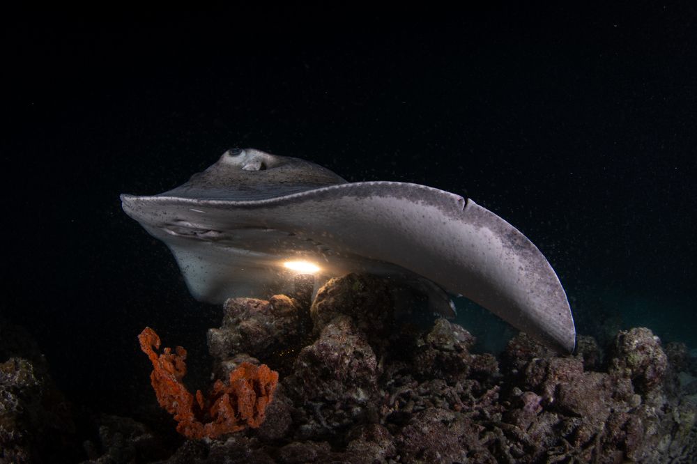 Photograph by Carlos Eduardo Barreto Pinheiro