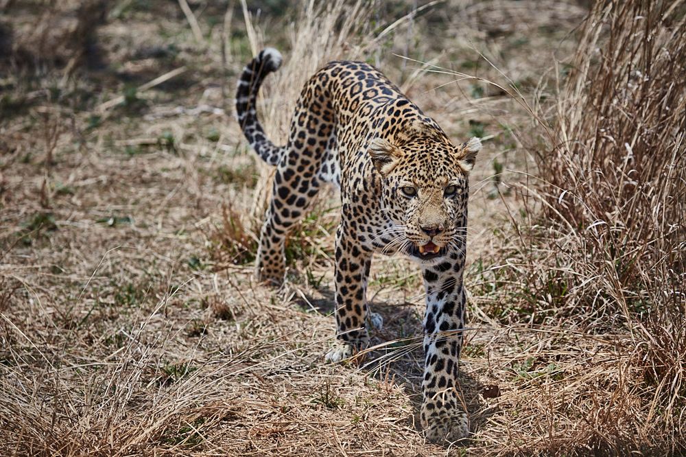 15 минут из жизни одного леопарда