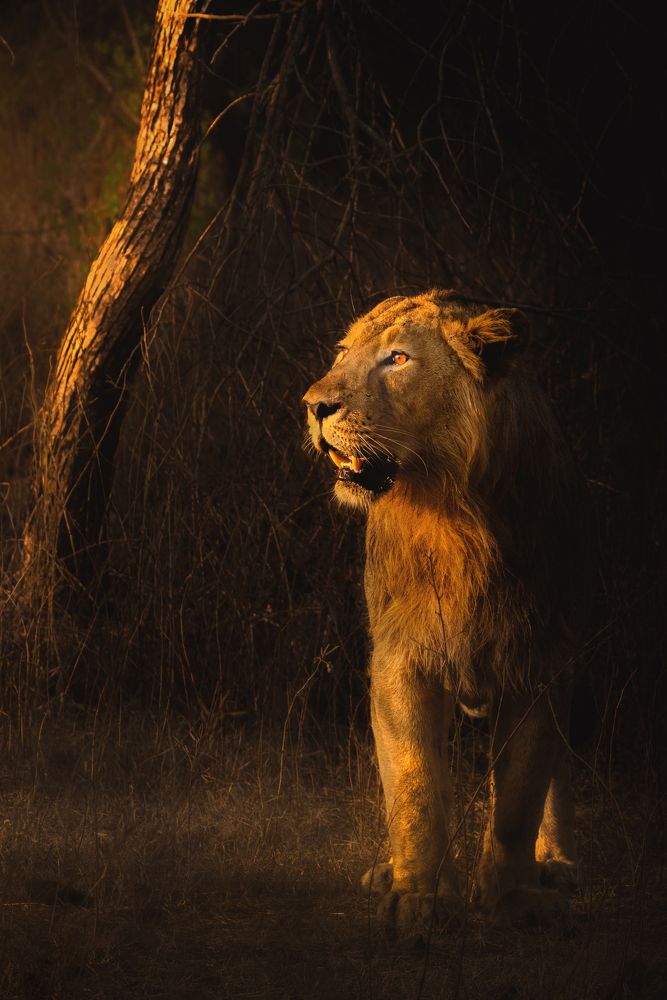 The king and his Royal attitude