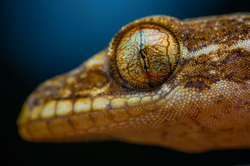 Photograph by Laurent Hesemans