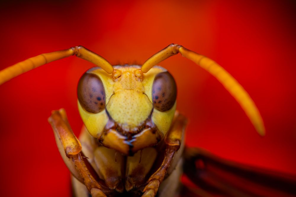 Photograph by Laurent Hesemans